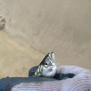 Image #6605 from GreatAnglers.com Image #6605 from GreatAnglers.com