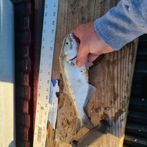 Image #6608 from GreatAnglers.com Image #6608 from GreatAnglers.com