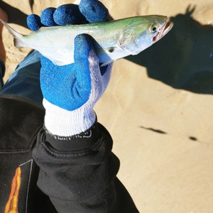 Image #6617 from GreatAnglers.com Image #6617 from GreatAnglers.com