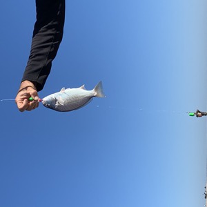 Image #6622 from GreatAnglers.com Image #6622 from GreatAnglers.com