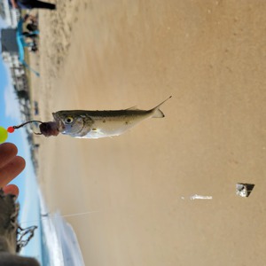 Image #6624 from GreatAnglers.com Image #6624 from GreatAnglers.com