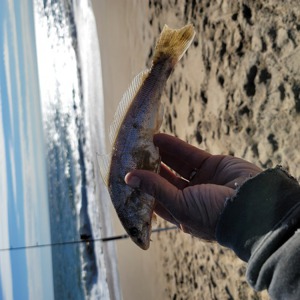 Image #6625 from GreatAnglers.com Image #6625 from GreatAnglers.com