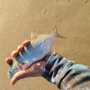 Image #6629 from GreatAnglers.com Image #6629 from GreatAnglers.com