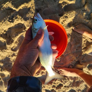Image #6630 from GreatAnglers.com Image #6630 from GreatAnglers.com