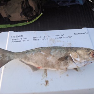 Image #6667 from GreatAnglers.com Image #6667 from GreatAnglers.com