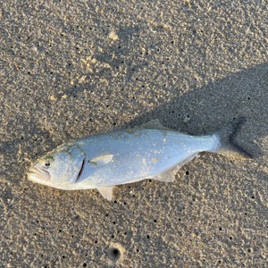 Image #6669 from GreatAnglers.com Image #6669 from GreatAnglers.com