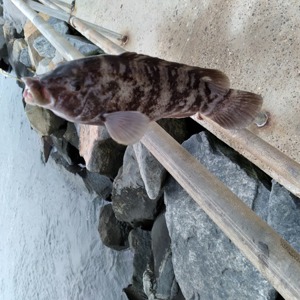 Image #6797 from GreatAnglers.com Image #6797 from GreatAnglers.com