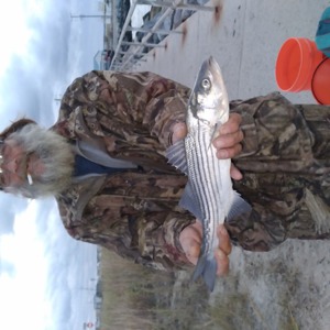 Image #6838 from GreatAnglers.com Image #6838 from GreatAnglers.com