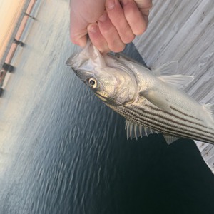 Image #6860 from GreatAnglers.com Image #6860 from GreatAnglers.com