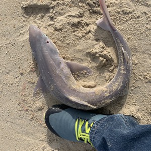 Image #6864 from GreatAnglers.com Image #6864 from GreatAnglers.com