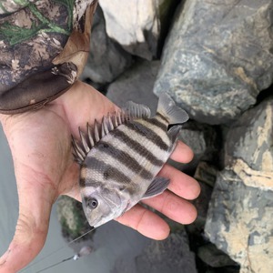 Image #6921 from GreatAnglers.com Image #6921 from GreatAnglers.com