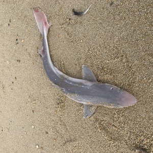 Image #6945 from GreatAnglers.com Image #6945 from GreatAnglers.com