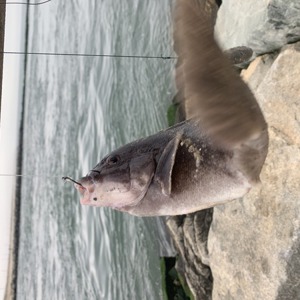 Image #6950 from GreatAnglers.com Image #6950 from GreatAnglers.com