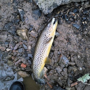 Image #7010 from GreatAnglers.com Image #7010 from GreatAnglers.com
