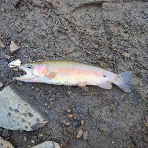 Image #7016 from GreatAnglers.com Image #7016 from GreatAnglers.com