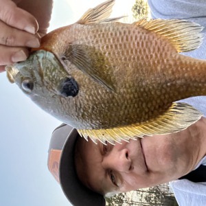 Image #7035 from GreatAnglers.com Image #7035 from GreatAnglers.com