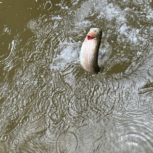 Image #7053 from GreatAnglers.com Image #7053 from GreatAnglers.com
