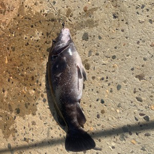 Image #7087 from GreatAnglers.com Image #7087 from GreatAnglers.com