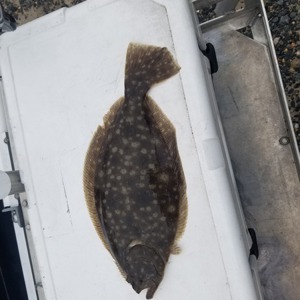 Image #7129 from GreatAnglers.com Image #7129 from GreatAnglers.com