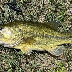 Image #7234 from GreatAnglers.com Image #7234 from GreatAnglers.com