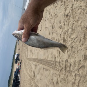 Image #7251 from GreatAnglers.com Image #7251 from GreatAnglers.com