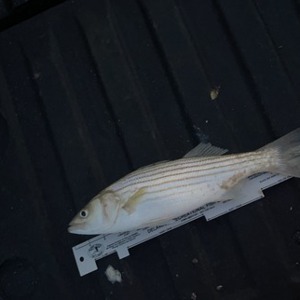 Image #7400 from GreatAnglers.com Image #7400 from GreatAnglers.com