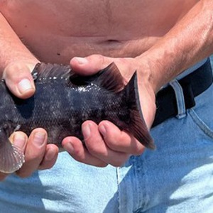 Image #7459 from GreatAnglers.com Image #7459 from GreatAnglers.com