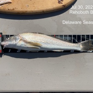 Image #7488 from GreatAnglers.com Image #7488 from GreatAnglers.com