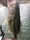 753 Spotted Bass 02/17/18 12:49am