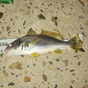 Image #7537 from GreatAnglers.com Image #7537 from GreatAnglers.com