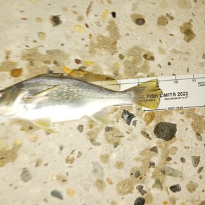 Image #7538 from GreatAnglers.com Image #7538 from GreatAnglers.com