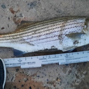 Image #7549 from GreatAnglers.com Image #7549 from GreatAnglers.com