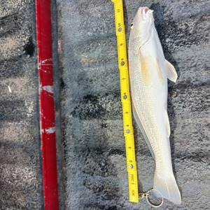 Image #7582 from GreatAnglers.com Image #7582 from GreatAnglers.com