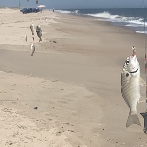 Image #7584 from GreatAnglers.com Image #7584 from GreatAnglers.com