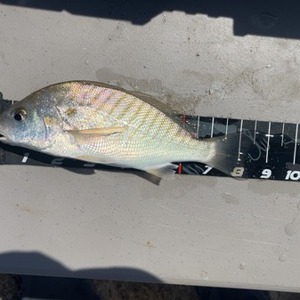 Image #7595 from GreatAnglers.com Image #7595 from GreatAnglers.com