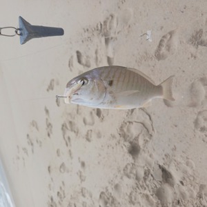 Image #7602 from GreatAnglers.com Image #7602 from GreatAnglers.com