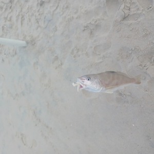Image #7603 from GreatAnglers.com Image #7603 from GreatAnglers.com