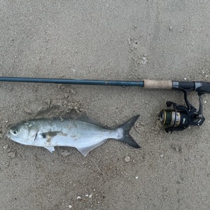 Image #7643 from GreatAnglers.com Image #7643 from GreatAnglers.com