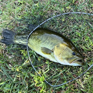 Image #7717 from GreatAnglers.com Image #7717 from GreatAnglers.com