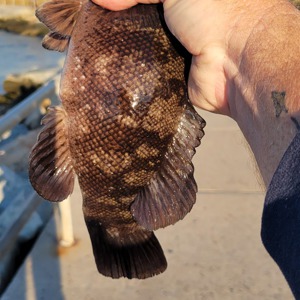 Image #7797 from GreatAnglers.com Image #7797 from GreatAnglers.com