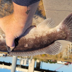 Image #7798 from GreatAnglers.com Image #7798 from GreatAnglers.com