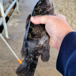 Image #7816 from GreatAnglers.com Image #7816 from GreatAnglers.com