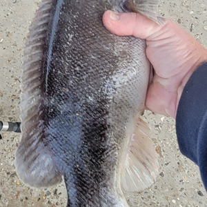 Image #7817 from GreatAnglers.com Image #7817 from GreatAnglers.com