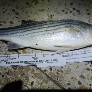 Image #7818 from GreatAnglers.com Image #7818 from GreatAnglers.com