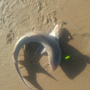 Image #7820 from GreatAnglers.com Image #7820 from GreatAnglers.com