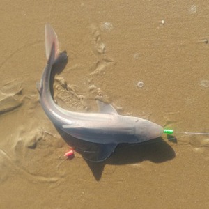 Image #7822 from GreatAnglers.com Image #7822 from GreatAnglers.com
