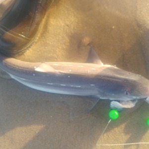 Image #7823 from GreatAnglers.com Image #7823 from GreatAnglers.com