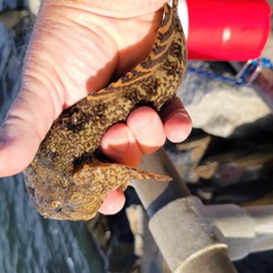 Image #7824 from GreatAnglers.com Image #7824 from GreatAnglers.com
