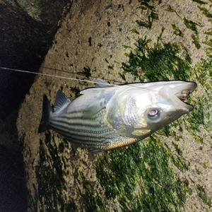 Image #7837 from GreatAnglers.com Image #7837 from GreatAnglers.com