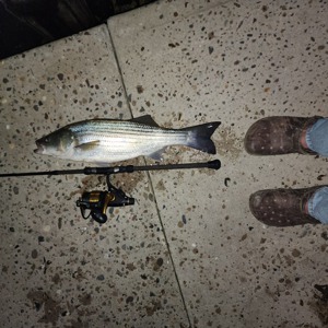 Image #7843 from GreatAnglers.com Image #7843 from GreatAnglers.com